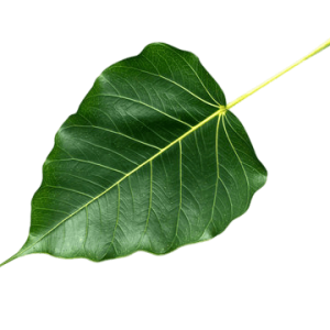 360_F_166779446_eSf4eEPFGoe66ZF6rNr2iuIpnQttSsPw-Photoroom-1.png