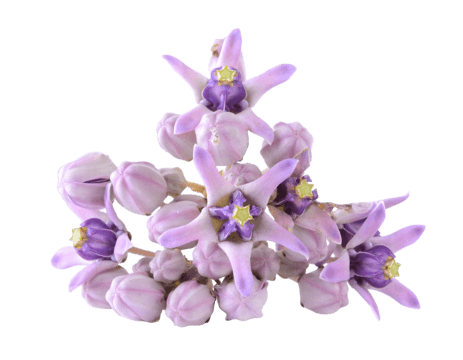 pngtree-crown-flower-on-white-background-gigantea-png-image_10245183-1.png