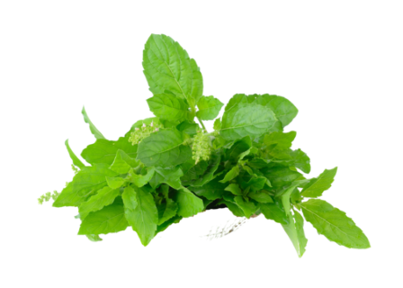 pngtree-holy-basil-on-white-background-holy-png-image_10245306.png