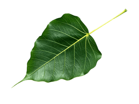 360_F_166779446_eSf4eEPFGoe66ZF6rNr2iuIpnQttSsPw-Photoroom-1.png